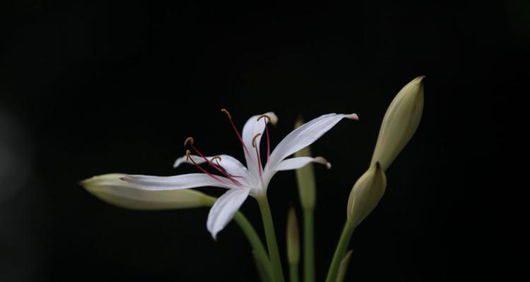 探寻石蒜科花卉的奇妙世界（从百合到鳞茎，石蒜科花卉的多彩绽放）