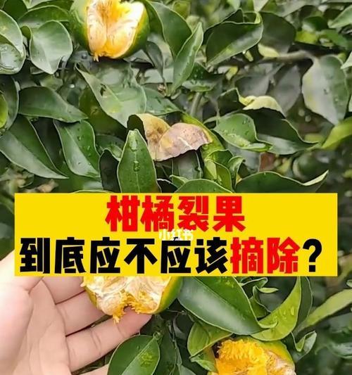 柑橘裂果的原因及防治方法（解决柑橘裂果问题，从这八个方面入手）