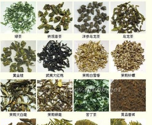 茶树品种大全，探寻千姿百态的茶叶（一篇全面介绍茶树品种的文章，带你了解茶叶的多样性和特点）
