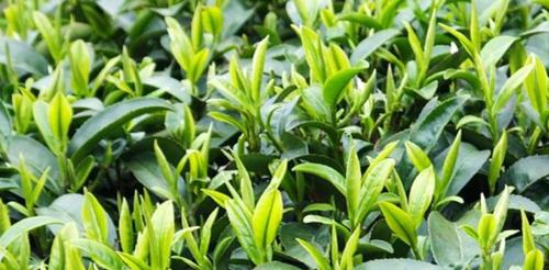 茶树品种大全，探寻千姿百态的茶叶（一篇全面介绍茶树品种的文章，带你了解茶叶的多样性和特点）