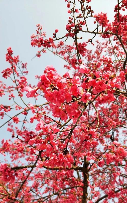 赏樱季节，与樱花共舞（关于樱花开花时间的了解与欣赏）