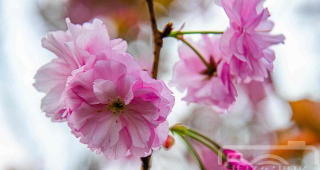 赏樱季节，与樱花共舞（关于樱花开花时间的了解与欣赏）