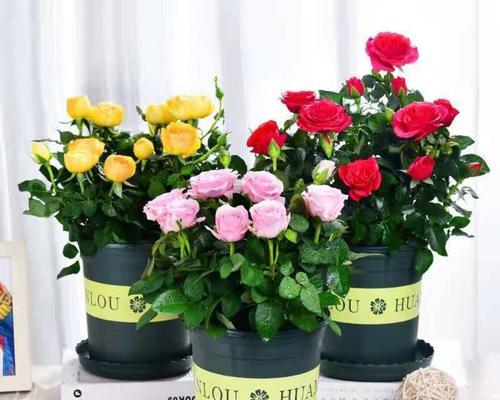 玫瑰花家庭盆栽种方法（轻松拥有美丽玫瑰花，如何在家里栽培？）