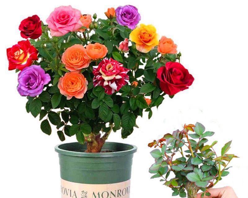 玫瑰花家庭盆栽种方法（轻松拥有美丽玫瑰花，如何在家里栽培？）