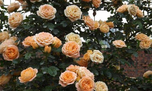 月季花——香气四溢的优雅之花（探寻月季花的历史、品种、养护与应用）