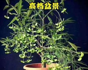 摇钱树的嫁接方法（如何通过嫁接让摇钱树更加茂盛？）