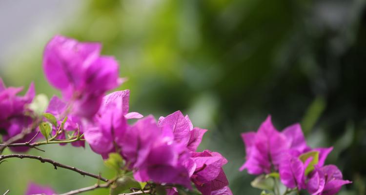杜鹃花和三角梅的区别（对比鲜花的颜色、形状和开花季节）