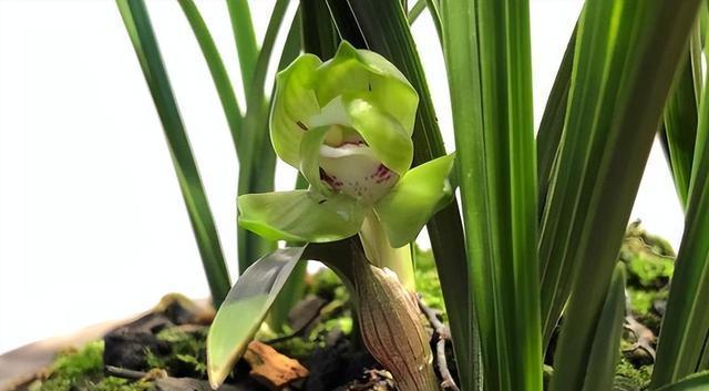 探究兰花的花期长短（从观赏角度分析兰花开花时间及其特点）