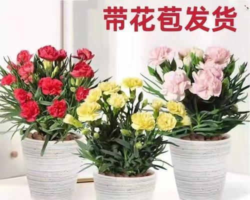 康乃馨之美——如何种植康乃馨花？（了解康乃馨的品种特点，学会科学养护）