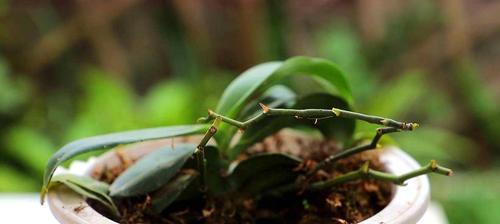 蝴蝶兰的培养与繁殖（从选购到移栽，教你打造美丽花园）