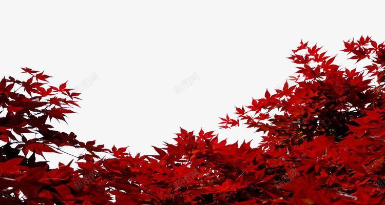 红色的枫叶树（秋天里的枫叶风景与传说）