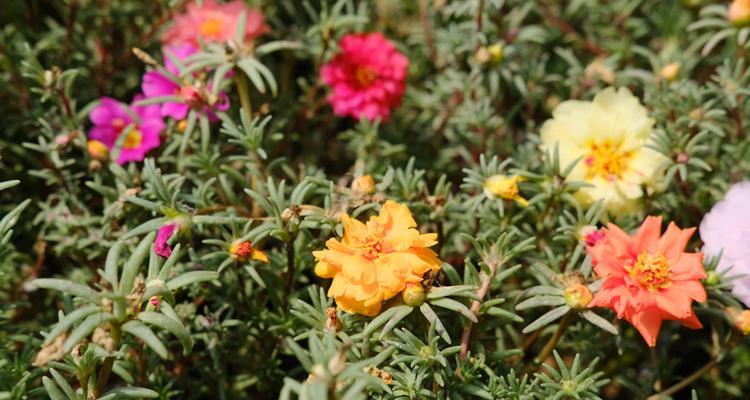 如何种植太阳花（从选种到养护，轻松掌握太阳花种植技巧）