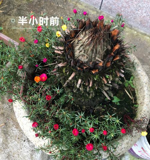 如何种植太阳花（从选种到养护，轻松掌握太阳花种植技巧）