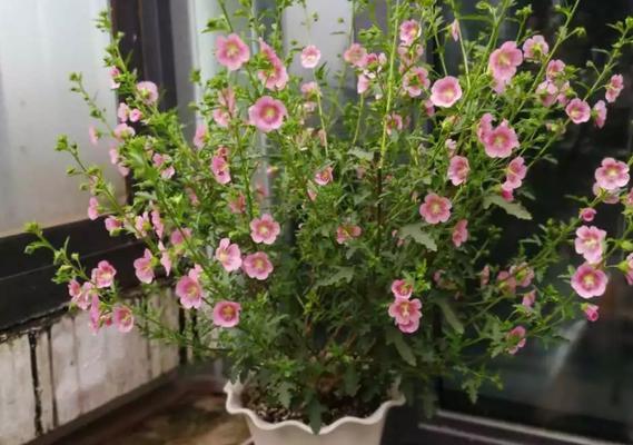 如何成功养殖木槿花（从选址到管理，全方位指南）