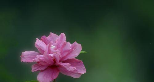 如何成功养殖木槿花（从选址到管理，全方位指南）