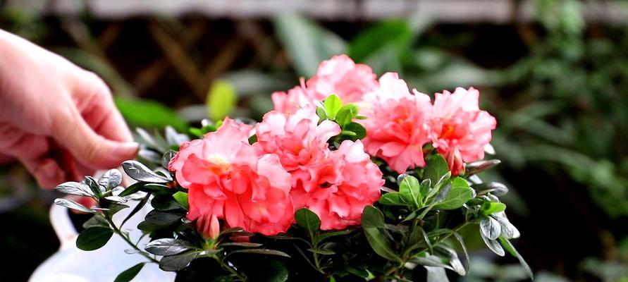 家养杜鹃花的技巧（从选种到养护，让你成为杜鹃花种植专家）