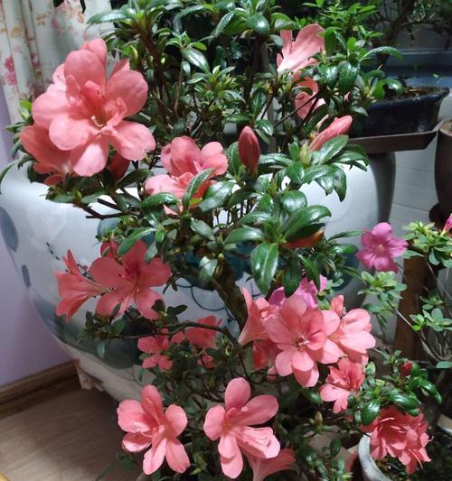 家养杜鹃花的技巧（从选种到养护，让你成为杜鹃花种植专家）