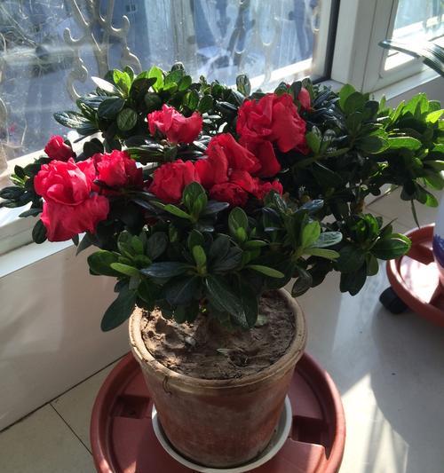 家养杜鹃花的技巧（从选种到养护，让你成为杜鹃花种植专家）