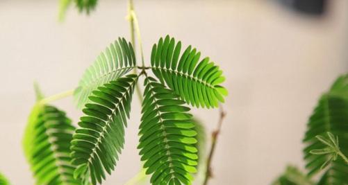 含羞草的特点与生长习性（神奇的植物——含羞草，你不知道的8个特点）