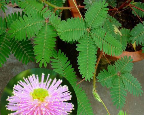 含羞草的特点与生长习性（神奇的植物——含羞草，你不知道的8个特点）