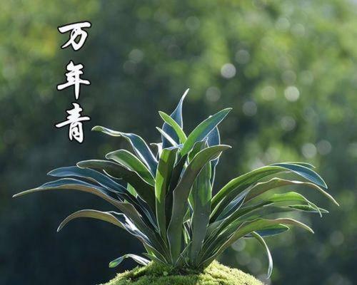 中华万年青的种植技巧与养护方法（打造美丽宜居的绿色家园）