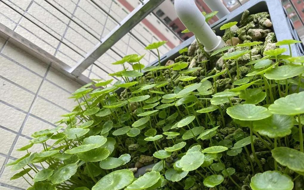 铜钱草养殖烂根怎么办？（应对铜钱草烂根的方法和技巧）