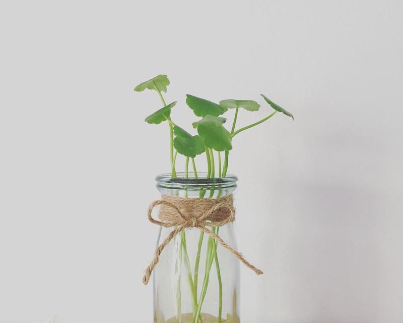 铜钱草养殖烂根怎么办？（应对铜钱草烂根的方法和技巧）