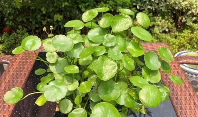 铜钱草养殖烂根怎么办？（应对铜钱草烂根的方法和技巧）