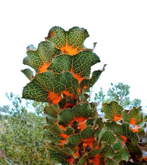 沙漠植物的特征（探究沙漠植物的生存之道）