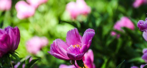 芍药是草本还是木本植物？——探讨芍药的分类（芍药的分类、外形、生长环境和用途）