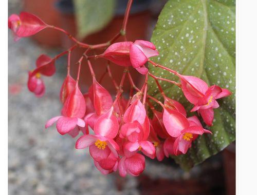 竹节海棠品种介绍（探秘竹节海棠的不同类型与特点）