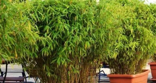 室内盆栽竹子的种类(探索多样化的室内竹子选择) 室内盆栽竹子的种类(探索多样化的室内竹子选择)