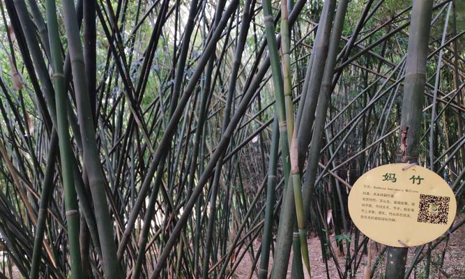 室内盆栽竹子的种类（探索多样化的室内竹子选择）