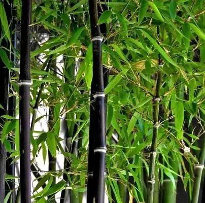 室内盆栽竹子的种类(探索多样化的室内竹子选择) 室内盆栽竹子的种类(探索多样化的室内竹子选择)