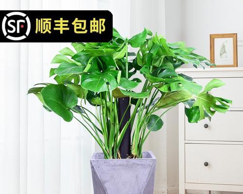 植物净化室内空气（室内净化的好帮手）