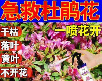 如何选用适合杜鹃花的肥料（选用合适肥料，让杜鹃花更健康）