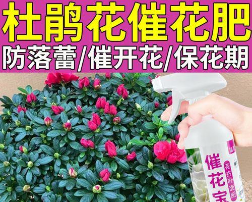 如何选用适合杜鹃花的肥料（选用合适肥料，让杜鹃花更健康）