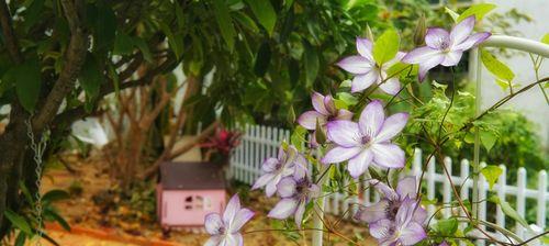 铁线莲的最佳季节栽种方法（为您详解铁线莲的生长环境及栽种注意事项）