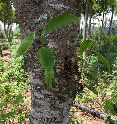 探究沉香树的品种（探寻沉香树各品种的特点及区别）