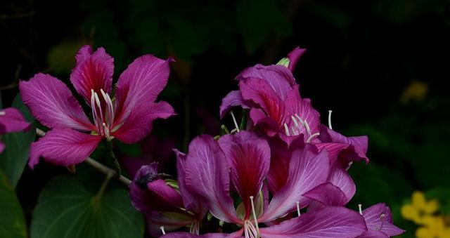 紫荆花树的生长习性与观赏价值（了解紫荆花树，欣赏花卉之美）