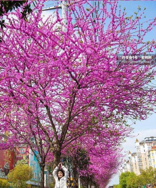 紫荆花树的生长习性与观赏价值（了解紫荆花树，欣赏花卉之美）