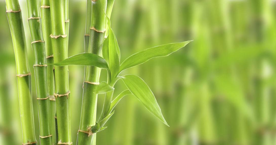 竹子（竹子在中国文化中的象征意义和传统应用）