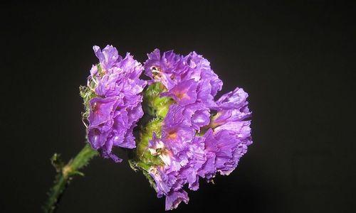 勿忘我病害（探索这种常见的植物病害，从而保护您的花园和植物）