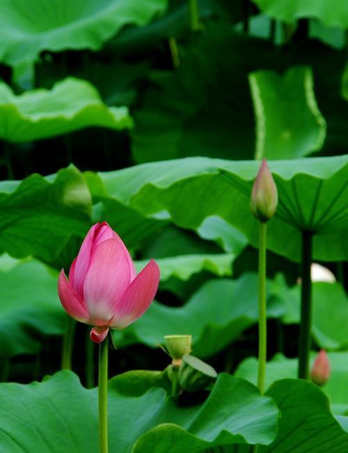 花中君子花（品味细腻、风度翩翩的中式花卉）