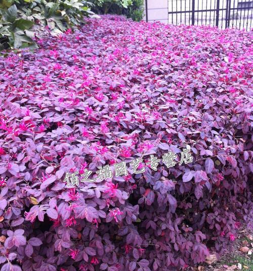 红花继木小苗的养护技巧（如何让你的红花继木小苗茁壮成长）