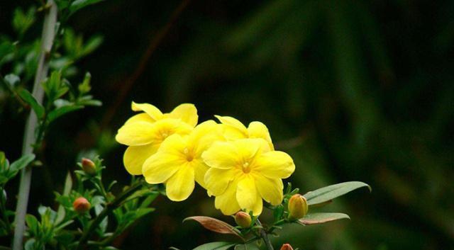 迎春花水培栽培技巧（如何在家中用水培方法种植迎春花）