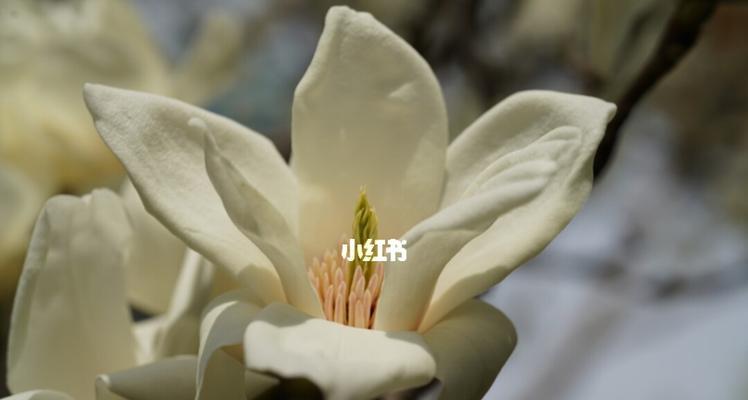 白玉兰——高贵、纯洁的象征（探寻白玉兰花的文化内涵和美学价值）