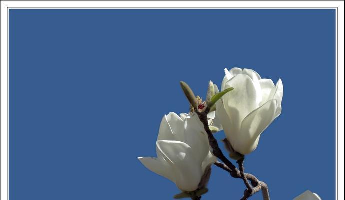 白玉兰——高贵、纯洁的象征（探寻白玉兰花的文化内涵和美学价值）