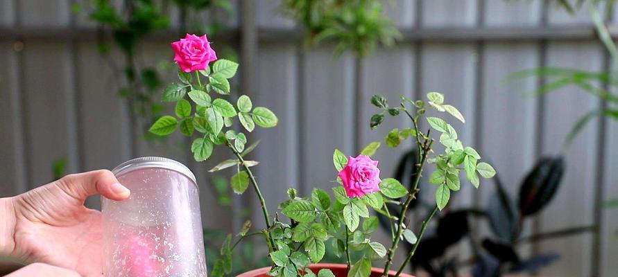 月季花施肥方法（如何科学地施肥让月季花更加茂盛）