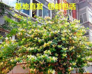 室外花卉种植推荐（打造美丽花园的必备花卉种植攻略）